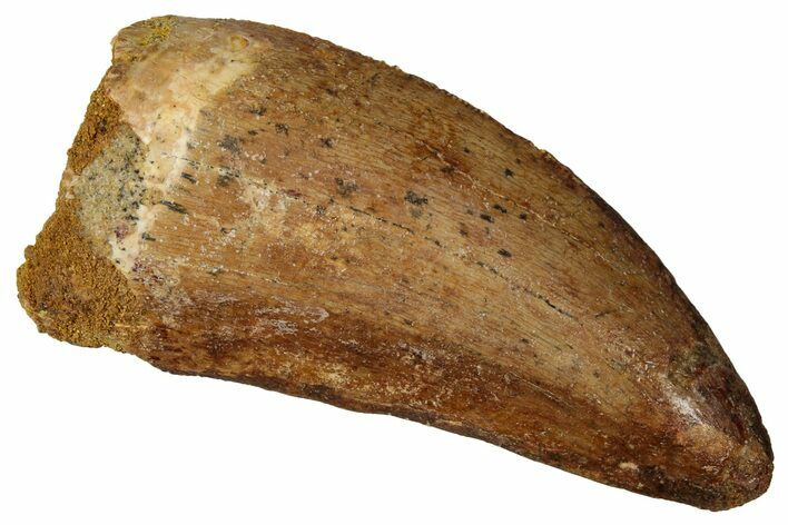 Carcharodontosaurus Tooth - Real Dinosaur Tooth #341111